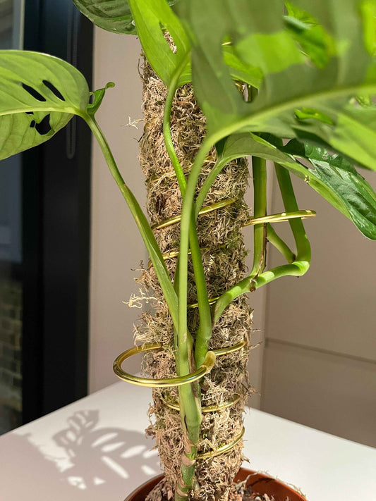 Handcrafted living moss pole made with natural sphagnum moss, featuring integrated gold wire loops for plant support; sustainably designed for climbing plants like Monstera adansonii.