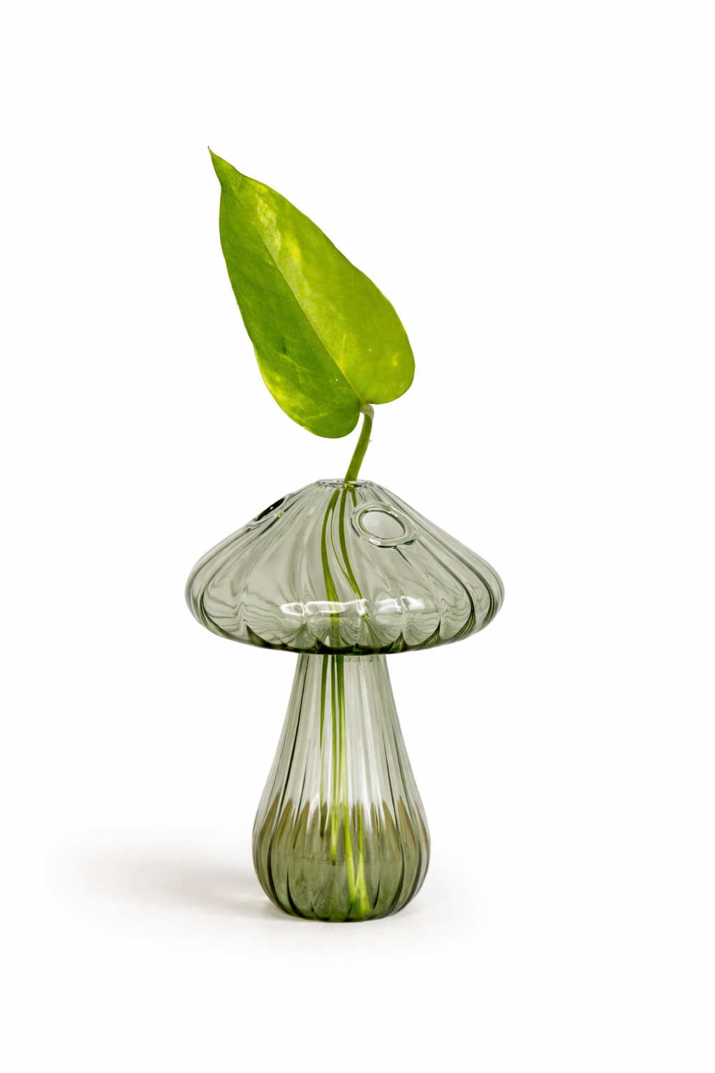 Mushroom Propagation Jar