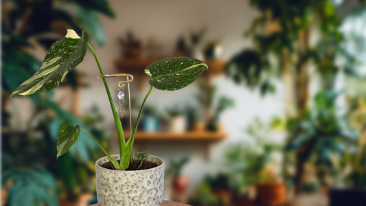 Monstera Thai Constellation