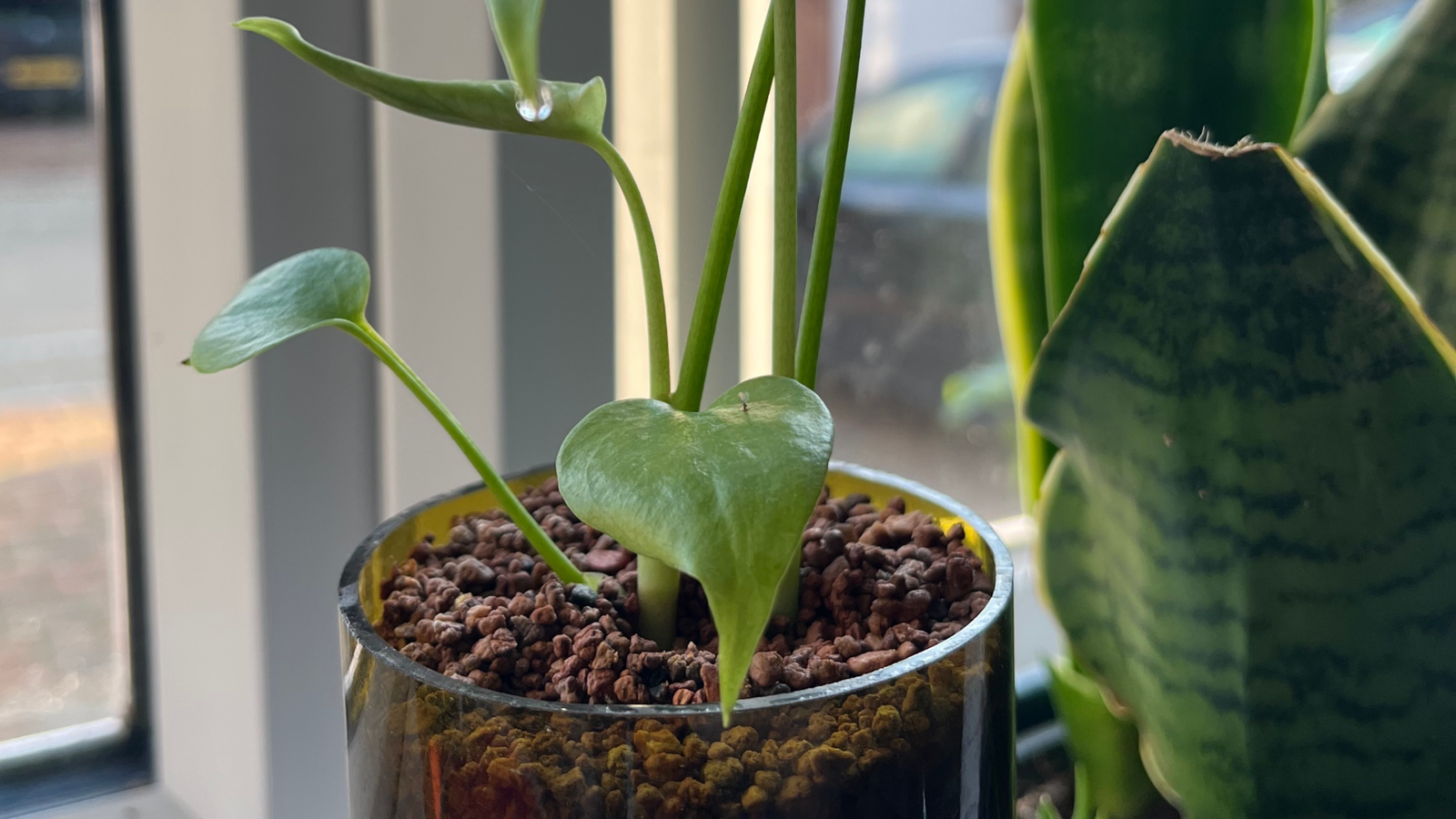 When Should You Repot Your Monstera?
