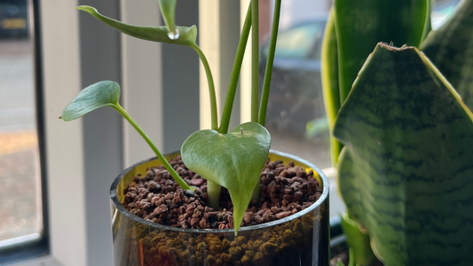 When Should You Repot Your Monstera?