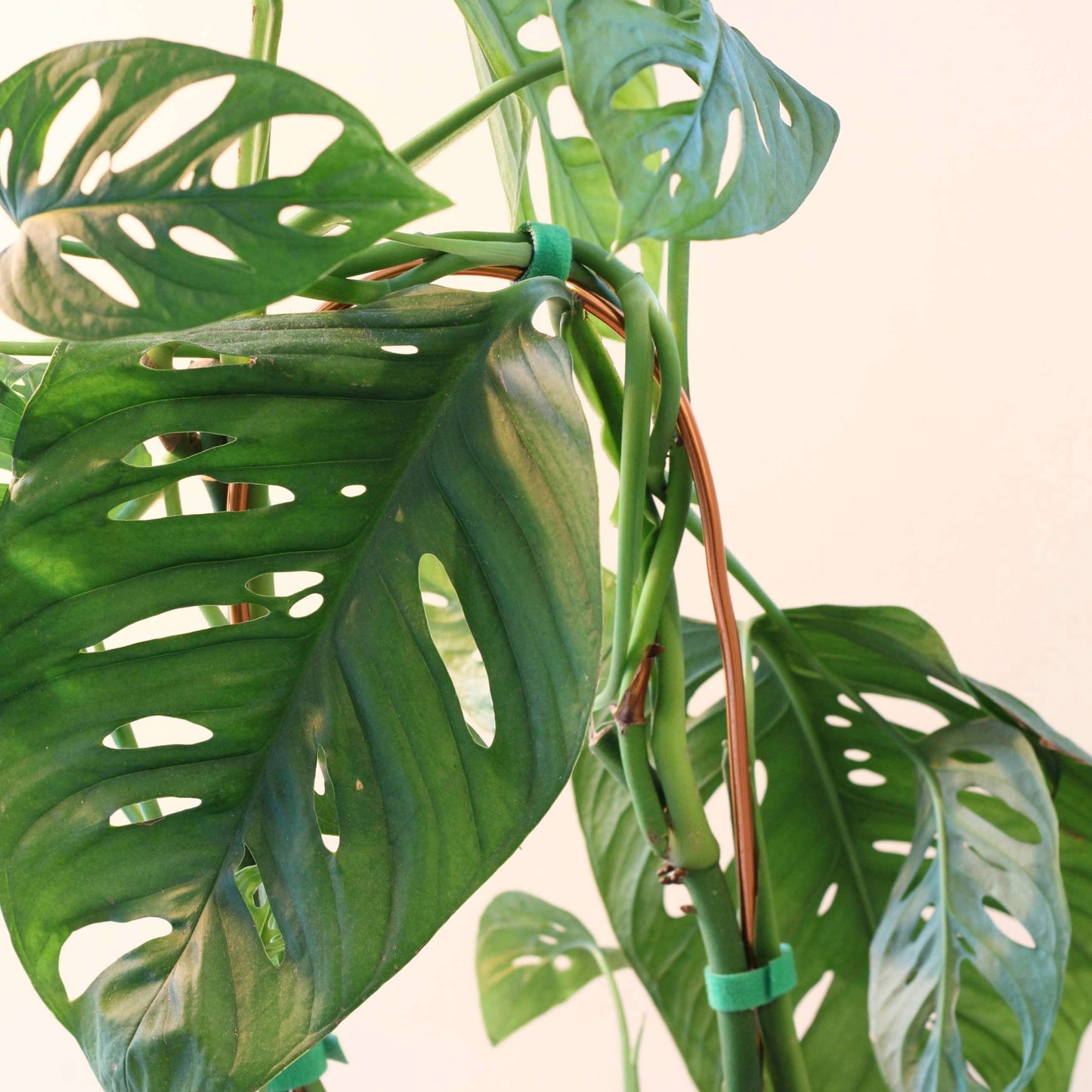 Arch Plant Trellis Support for Climbing Houseplants