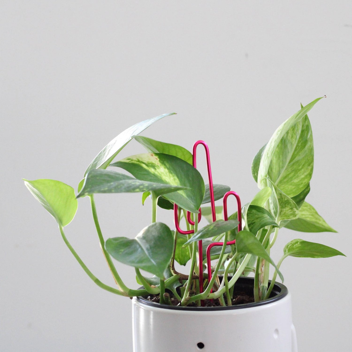 Decorative cactus-shaped plant stake handcrafted from bright pink aluminium; doubles as a plant support and a unique gift card holder—perfect as a sustainable plant gift idea.