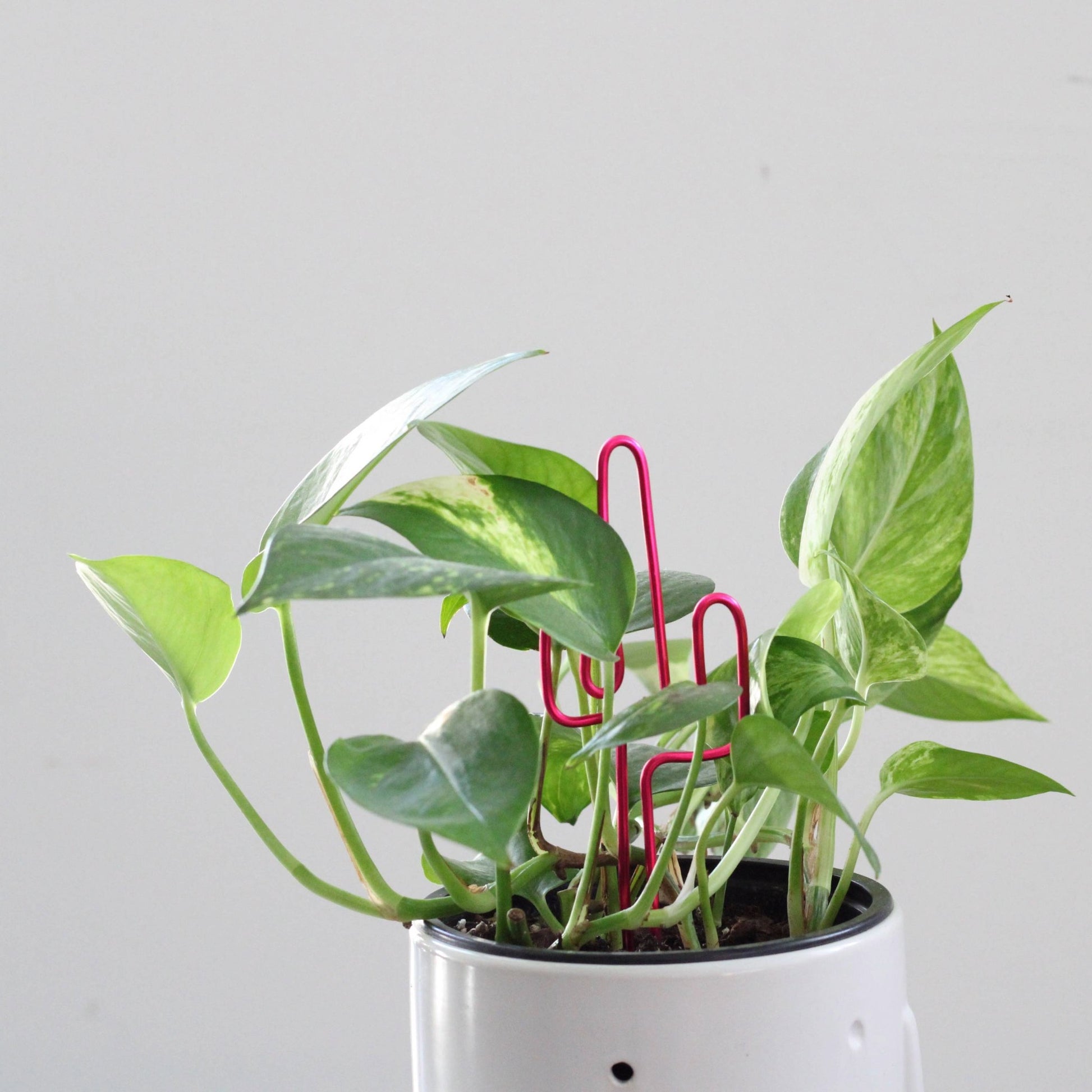 Decorative cactus-shaped plant stake handcrafted from bright pink aluminium; doubles as a plant support and a unique gift card holder—perfect as a sustainable plant gift idea.