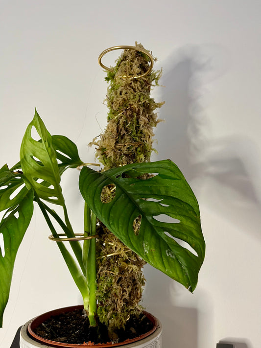 Handcrafted living moss pole made with natural sphagnum moss, featuring integrated gold wire loops for plant support; sustainably designed for climbing plants like Monstera adansonii.
