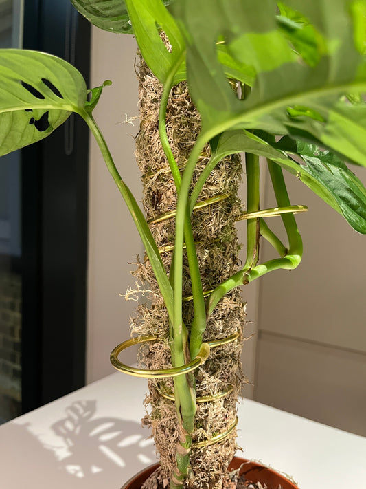 Handcrafted living moss pole made with natural sphagnum moss, featuring integrated gold wire loops for plant support; sustainably designed for climbing plants like Monstera adansonii.