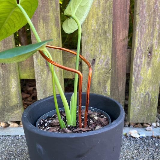 Leaf-shaped plant support handcrafted from sustainably sourced coloured aluminium in a rich dark copper finish; designed to support leggy plants with both function and elegance.