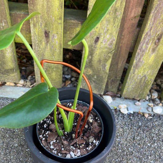 Leaf-shaped plant support handcrafted from sustainably sourced coloured aluminium in a rich dark copper finish; designed to support leggy plants with both function and elegance.